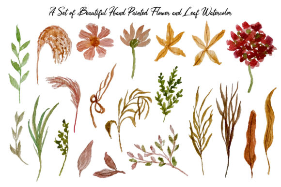 Beautiful Flower Watercolor Collection & Illustrations