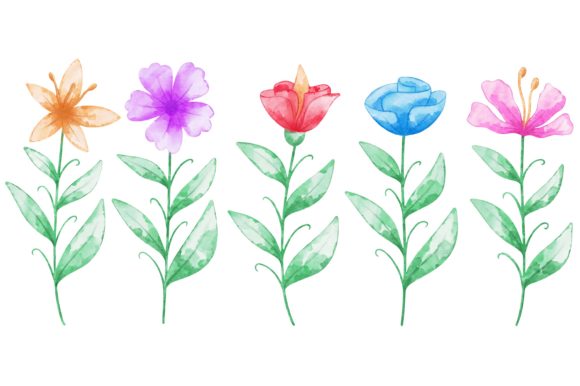 Flowers Watercolor Collection Illustrations