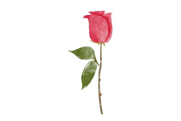 Red Watercolor Rose Clipart and Illustrations