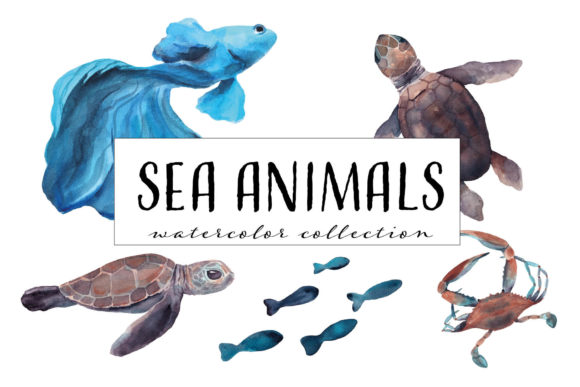 Sea Animals Watercolor Collection and Illustrations